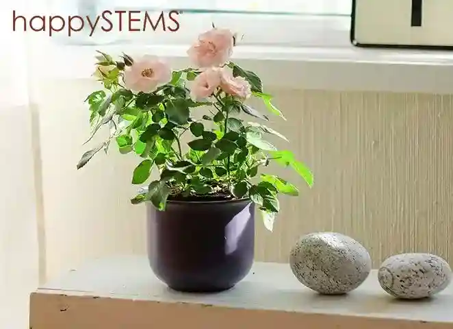 happystems